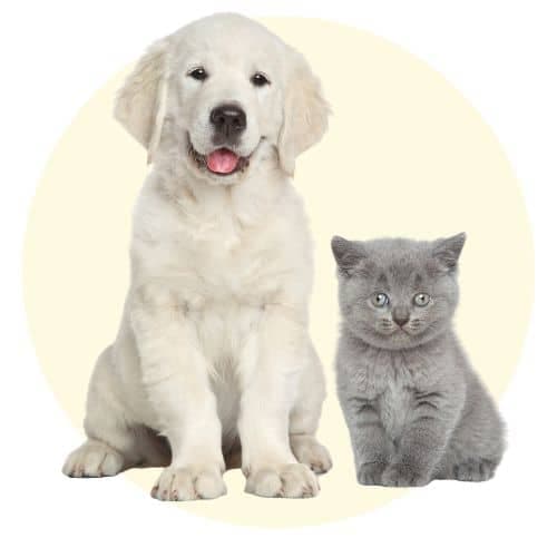 Mascotas