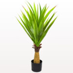 Planta yuca