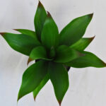 Agave planta vista interna