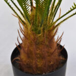 Tronco texturado Planta Artificial Cycas revoluta