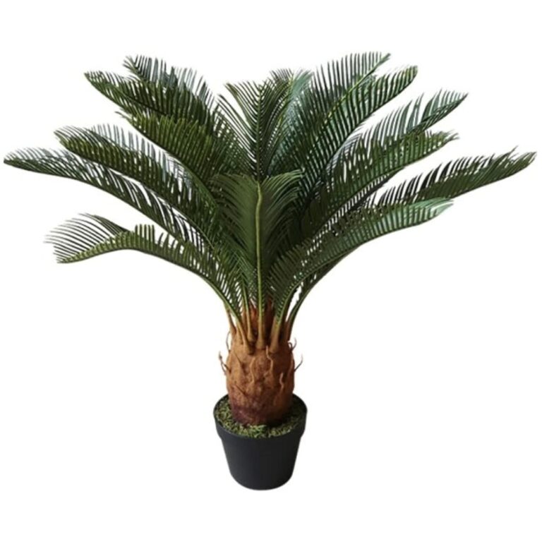 Planta cyca 70cm