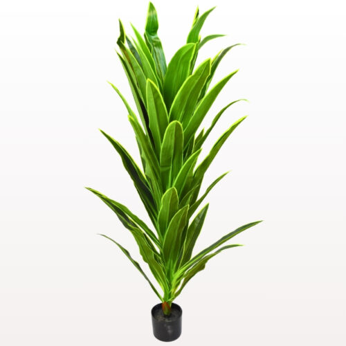 planta Dracaena Fragrans