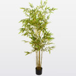 Planta Phyllostachys aurea