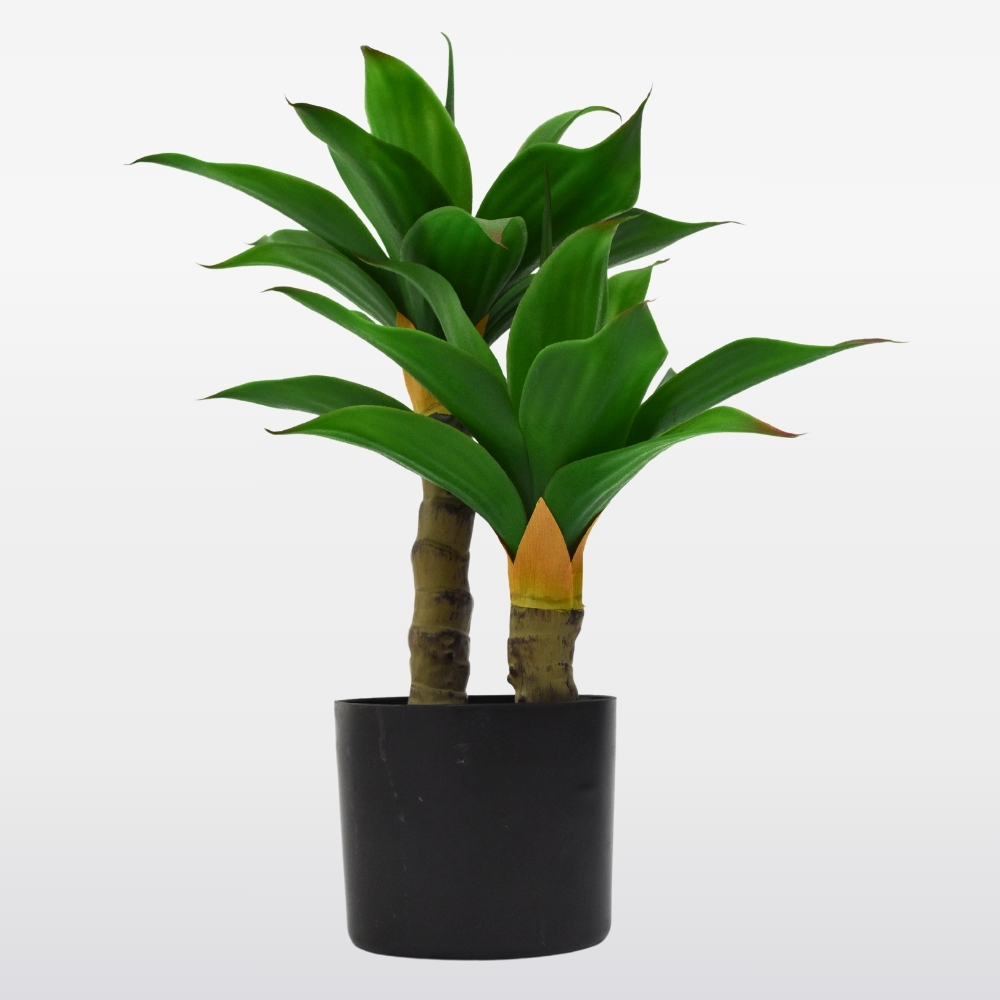 Planta dracaena