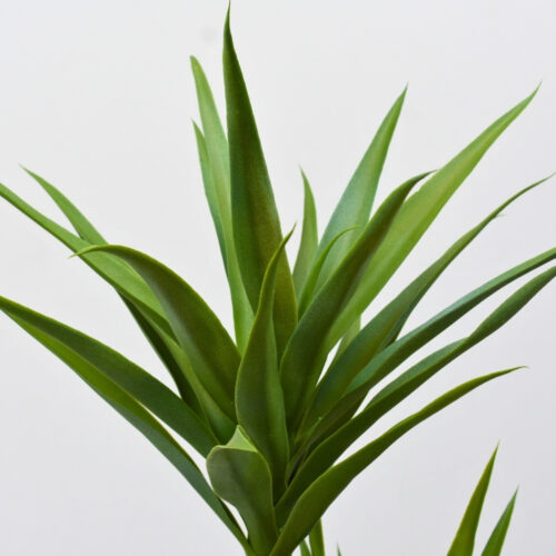 Planta hojas realistas