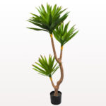 Planta yucca