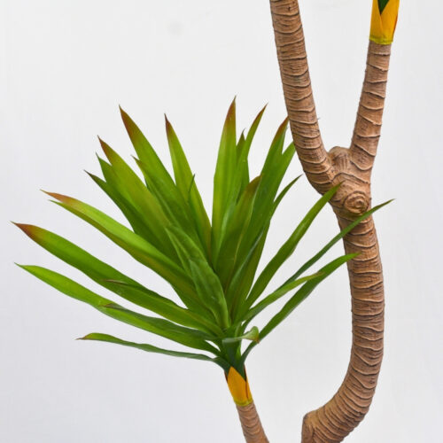 Hoja ramificada planta