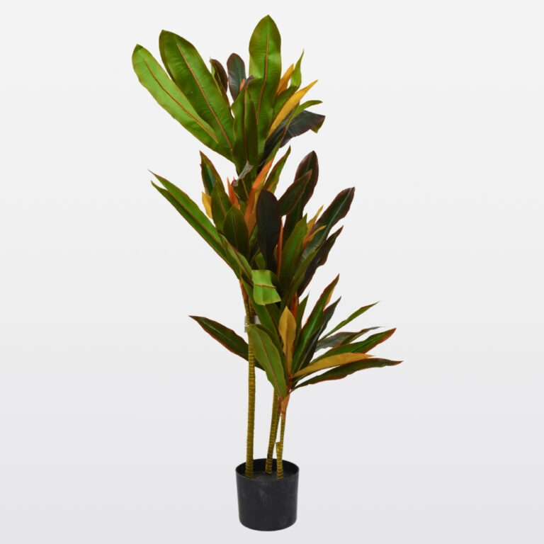 Planta dracaena triple