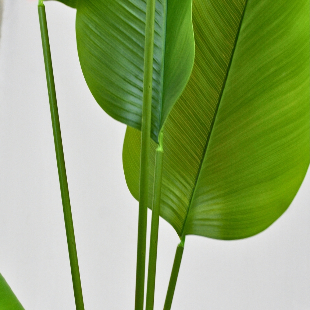 Hoja de cerca con detalles