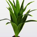 Dracena planta