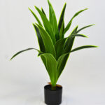 Planta dracaena