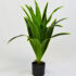 Planta dracaena