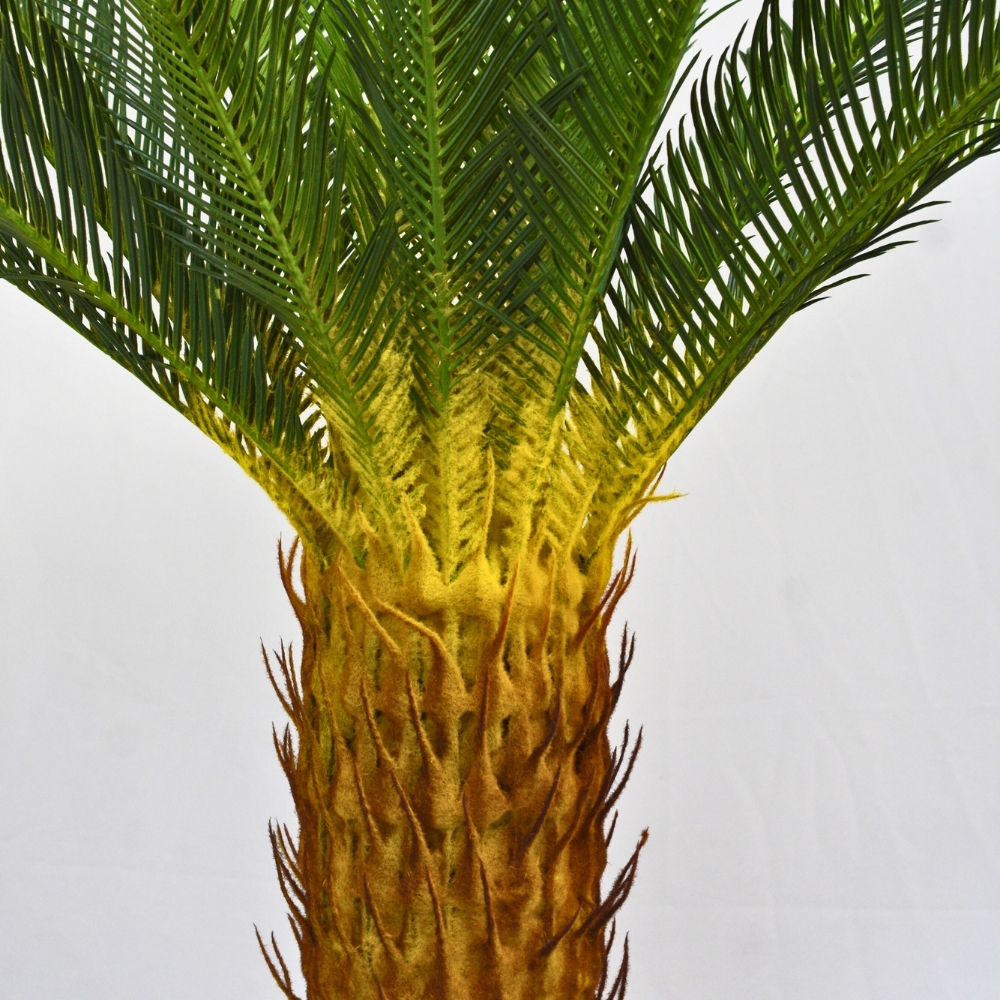 Textura de la palmera