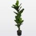 Planta ficus