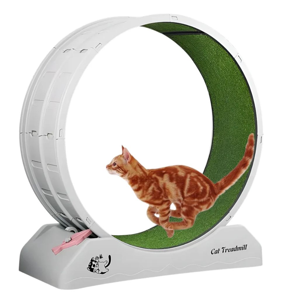 RUEDA PARA CORRER EJERCICIO GATO